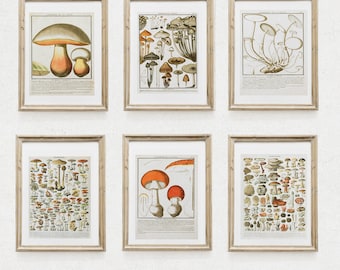 Adolphe Millot Mushroom Print: Vintage Botanical Poster