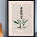 see more listings in the BOTANICAL  section