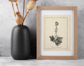 Neutral Art, Plants art print, Wild Plants art , Boho wall art, Botanical Line Art, Minimalist Art, BFL315