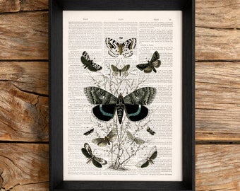 Dark Moth Types Print with Delicate Plant | Cottagecore Goth Entomology Art | Dark Academia Nature Decor
