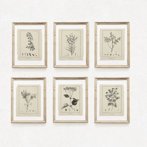 Neutral Art, Botanical Print Set of 6, Vintage Farmhouse Gallery, Botanical Floral Art, French Gray Beige Wildflowers Art