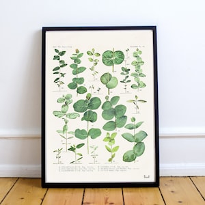 Unique Mothers gift - Botanical Art Eucalyptus Poster - Botanical Wall Art - Plant Green Botanical Print  - BFL232WA3