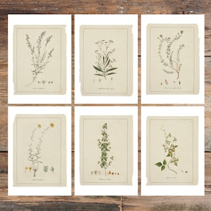 Postales con bocetos botánicos: Arte de flores silvestres, juego de 6