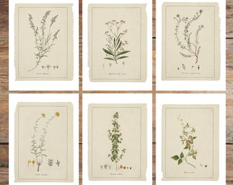 Botanische Skizzen Postkarten: Wildblumen Kunst, 6er Set