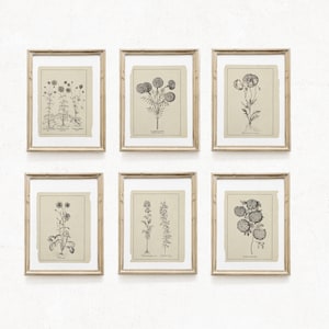 Esthétique d'apothicaire à base de plantes - lot de 6 imprimés botaniques, décoration murale de galerie de ferme vintage, art floral botanique, art fleurs gris Français