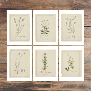 Grußkarte - Botanische Skizzen - Kunst in Neutralen Tönen - 6er-Set - Florale Grußkarten - Französische Graukarten - PSC024