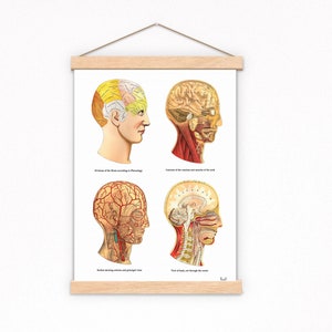 Anatomical Human Head Print: Vintage Anatomy Art, Doctor Gift