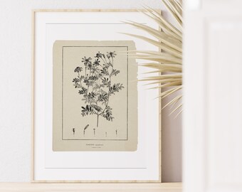 Tagetes Flower Botanical Art Print: Minimalist Line Art