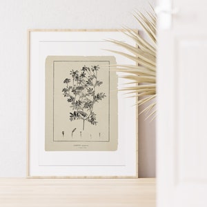 Tagetes Flower Botanical Art Print: Minimalist Line Art