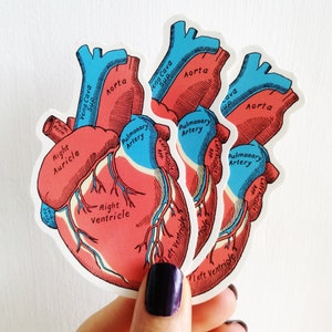 Anatomical Heart Stickers Pack: Colorful Anatomy, Doctor Gift