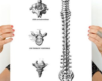 Minimalist Spine Anatomy Art Print | Black Line Vertebrae Detail Poster | Doctor Gift, Chiropractor Office Decor | Medical Illustration
