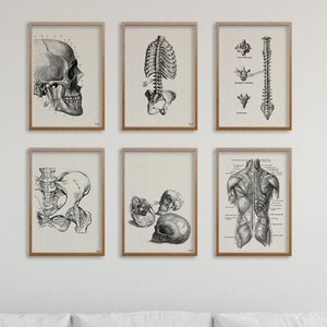 Anatomical Art Prints: Vintage Muscle & Skeleton Posters, Set of 6