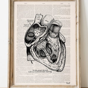 Art Prints , Wall art print, Heart section Anatomy Wall art, Dictionary Print, Gift for doctor, Heart Anatomy, Anatomical Heart, SKA039