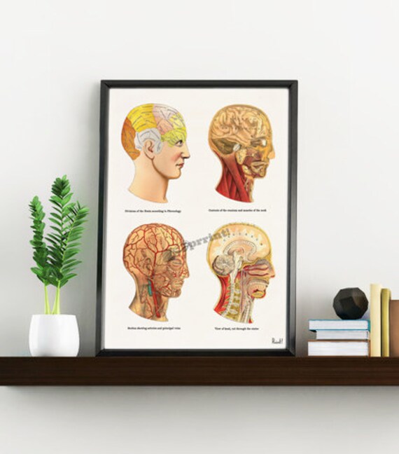 Anatomical head Anatomy art Anatomical art Wall art Wall Etsy