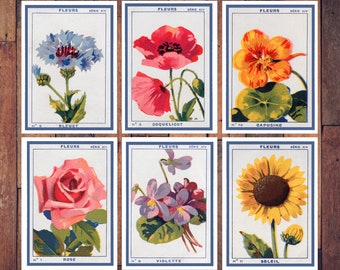Vintage French Flower Seed Cards: Botanical Postcards, Set of 6