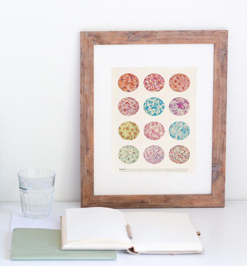 Microbiology poster, Bacteria Collection, Science Art, Science student gift, microbiology, biology art, science decor, science gift, SKA269