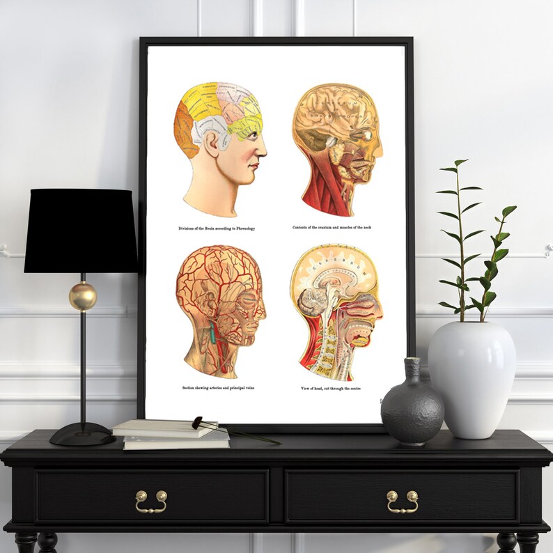Wall Decor Study of the Brain Human Anatomy Art Anatomical Etsy