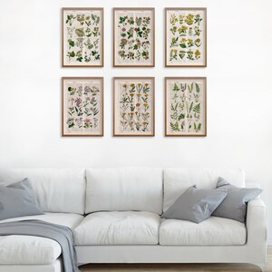 Peut inclure: Ensemble de six estampes botaniques repr&eacute;sentant diff&eacute;rentes fleurs et foug&egrave;res. Les estampes sont encadr&eacute;es de bois brun et dispos&eacute;es en grille sur un mur blanc.