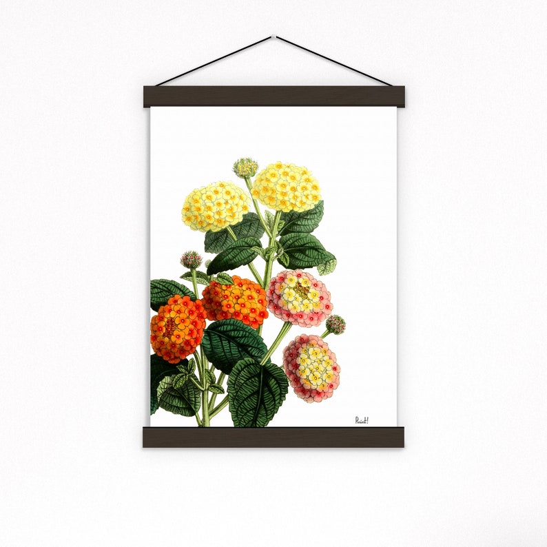 May include: A vintage botanical illustration of a cluster of yellow, orange, and pink lantana flowers with green leaves.