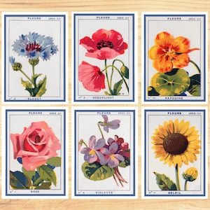 Cartes vintage de graines de fleurs françaises - Carte de voeux - Botanique vintage - Lot de 6 - Cartes de voeux florales - Cartes de fleurs françaises - PSC033