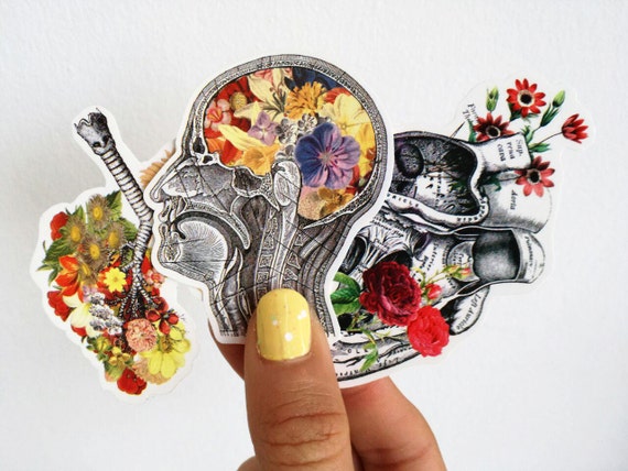 Anatomy Stickers - Set of 3 - Anatomy Art - Laptop Decal - Anatomical Heart Decal - Anatomical Stickers - STC001