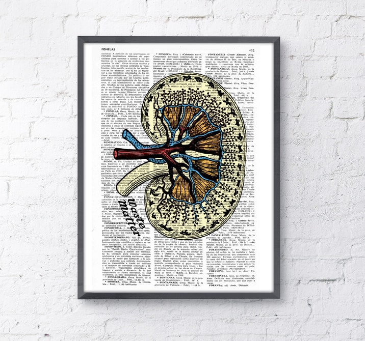 Wall Art Print Dictionary Page Anatomy Kidney Print on Etsy