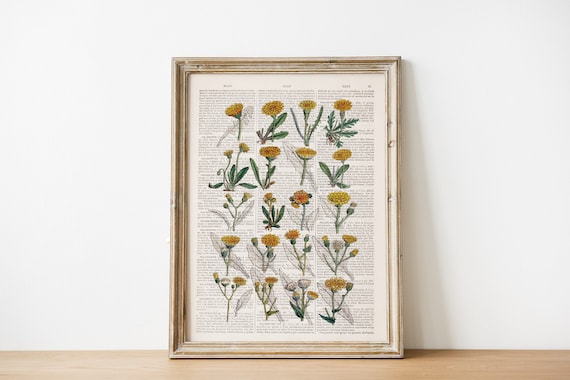 Dandelion Art Print: Botanical Flower Illustration on Book Page