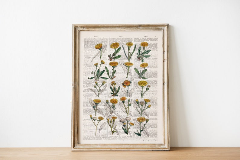 Peut inclure: Une impression encadr&eacute;e d'une illustration botanique vintage repr&eacute;sentant une collection de fleurs jaunes avec des feuilles et des tiges vertes sur un fond blanc. L'impression est encadr&eacute;e dans un cadre en bois clair.