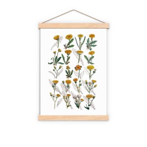 Peut inclure: Une illustration botanique vintage repr&eacute;sentant une collection de fleurs jaunes avec des feuilles et des tiges vertes. Les fleurs sont dispos&eacute;es en rang&eacute;es sur un fond blanc.