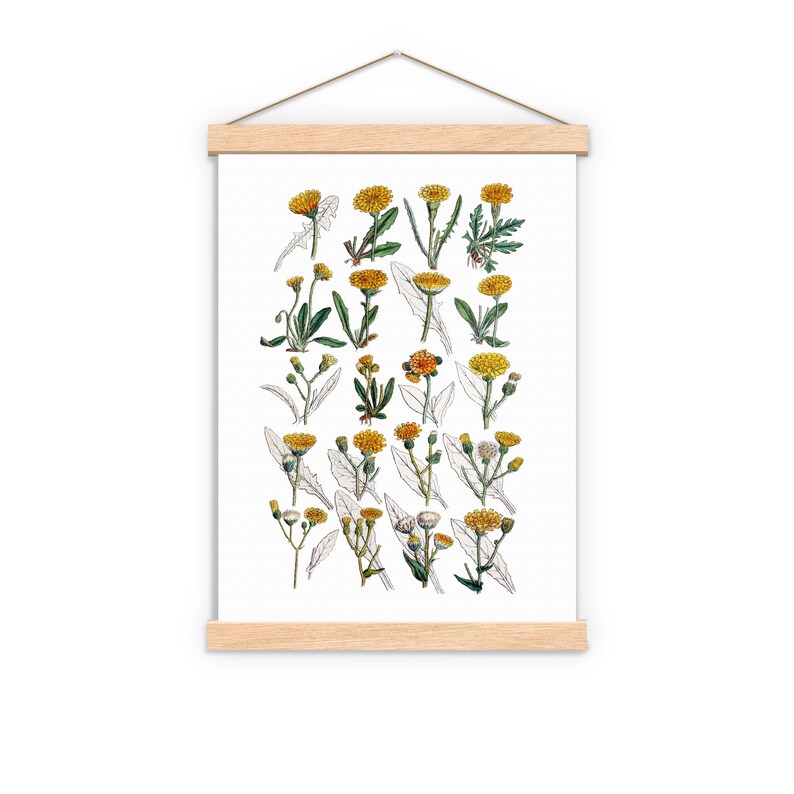 Peut inclure: Une illustration botanique vintage repr&eacute;sentant une collection de fleurs jaunes avec des feuilles et des tiges vertes. Les fleurs sont dispos&eacute;es en rang&eacute;es sur un fond blanc.