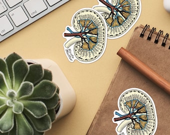 Colorful Kidney Anatomy Sticker Set - Medical Science Decals