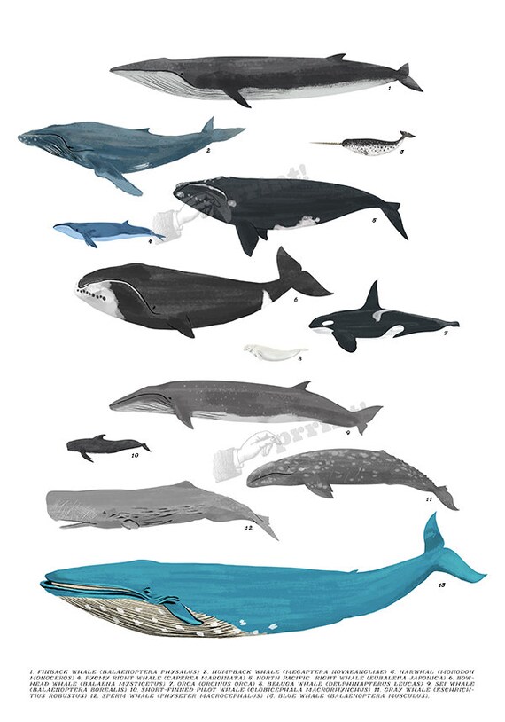 Whales By Size Chart