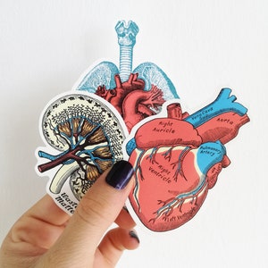 gift for her - Sticker pack - Art stickers - Anatomy Stickers - Anatomical Heart - MacBook Decal - Science Gift - STC023