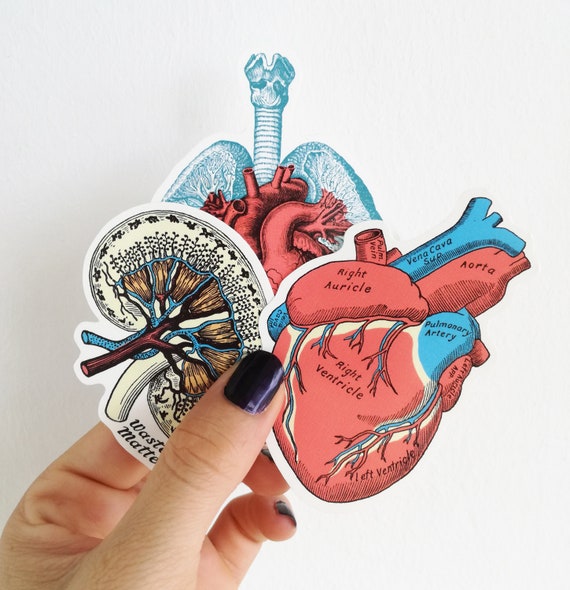 Anatomy Stickers Set Of 3 Laptop Sticker Set Stocking Stuffer Anatomical Heart Anatomical Lungs Macbook Decal Stc023