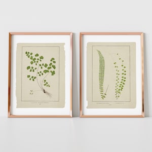 6er Set Botanische Farne Drucke, Vintage Bauernhaus Galerie Wanddekoration, 6er Set Botanische Farne Drucke Galerie, moderne rustikale Kunst