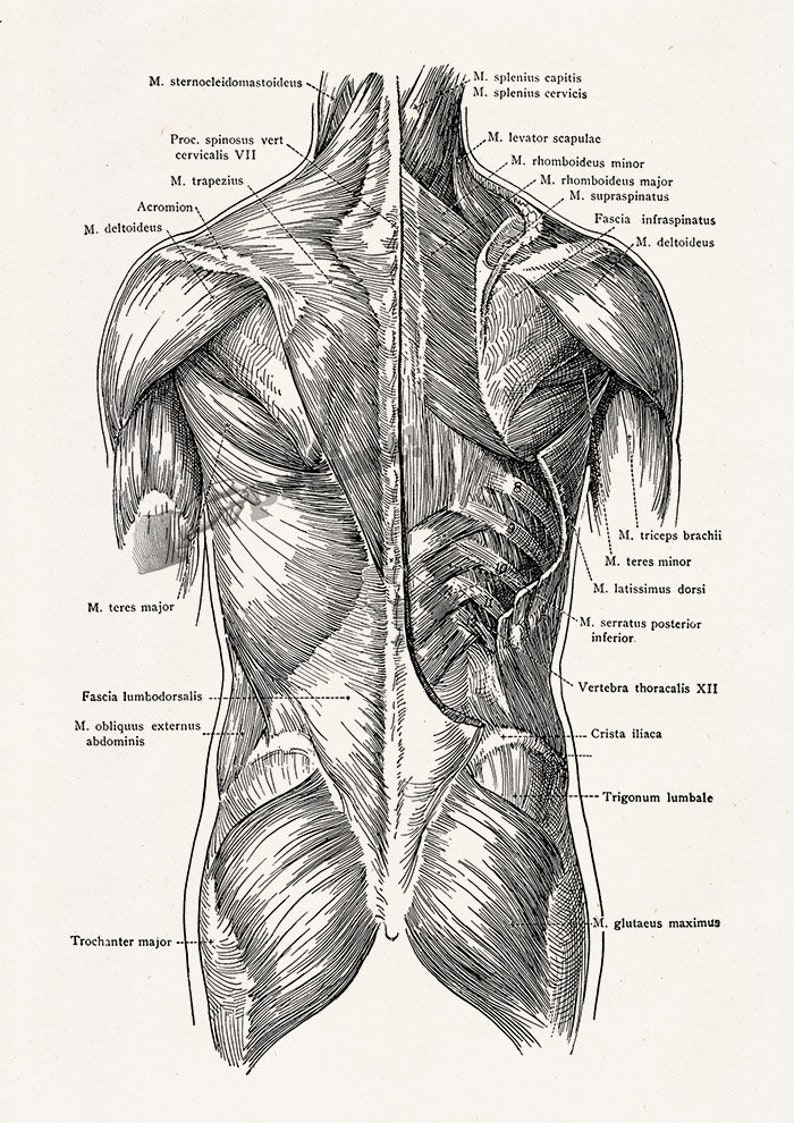 Human torso muscles detail Spine parts Anatomy art | Etsy