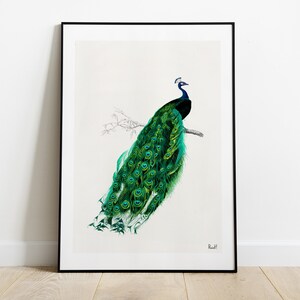 Original Art, Beautiful Peacock illustration printed on vintage book page, perfect for gifts, Classical Bird illustration Wall art, ANI148 image 2