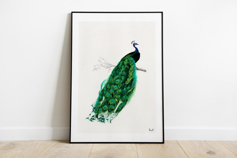 Original Art, Beautiful Peacock illustration printed on vintage book page, perfect for gifts, Classical Bird illustration Wall art, ANI148 image 2