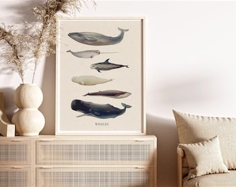 May include: A vintage-style illustration of different types of whales, including a sperm whale, a humpback whale, a narwhal, and a beluga whale. The illustration is printed on a white background and framed in a simple wooden frame. The title "Whales" is printed at the bottom of the illustration.