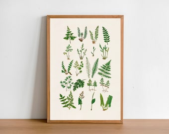 Plants art print - Green Ferns collection - Natural study of Ferns - Botanical art - Ferns poster print -  BFL213WA4