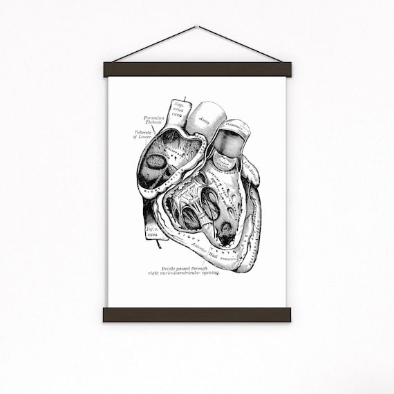 Valentine Wall ArtAnatomical Heart Print: Black Human Heart Wall Art, Doctor Gift