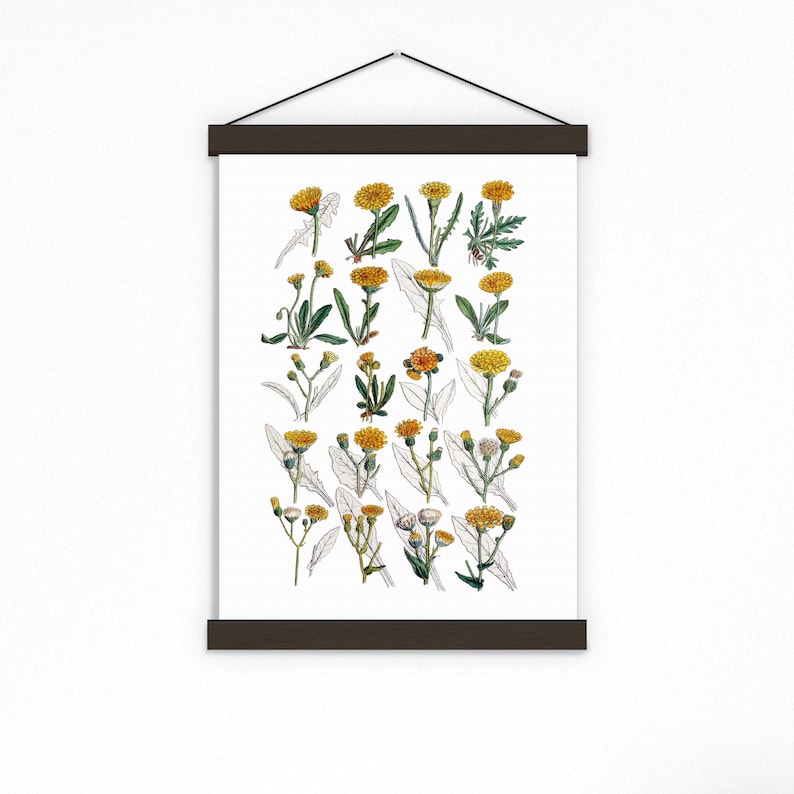 Peut inclure: Une illustration botanique vintage de diff&eacute;rentes fleurs jaunes avec des tiges et des feuilles vertes sur un fond blanc. L'illustration est encadr&eacute;e d'un cadre en bois brun fonc&eacute;.