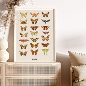 Wall decor Moths print - Biology Wall art - Butterfly art - Boho Poster- Colorful art print - BFL228PA3