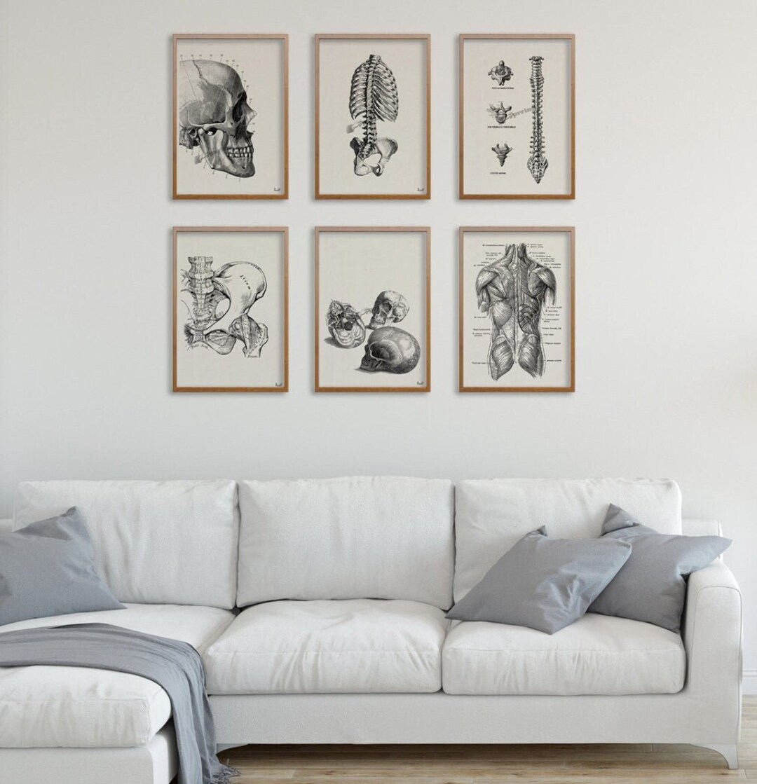 Anatomical Art Prints | Vintage Skeleton Muscle Posters, Set of 6 - Etsy