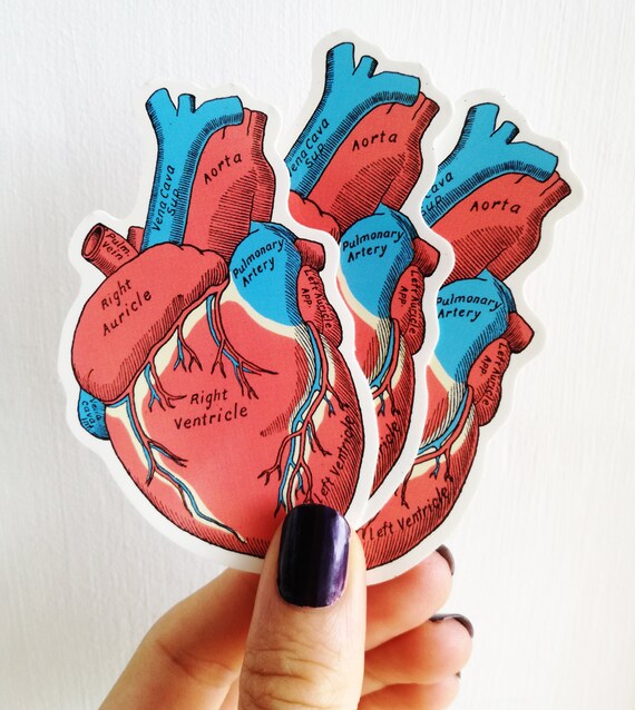Colorful Heart Human Anatomy Stickers Heart Stickers Laptop Stickers Set Anatomical Stickers Medicine Student Stc025