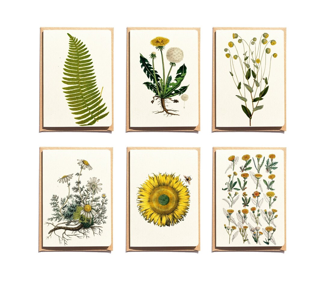 Botanical Note Card Set: Dandelion, Sunflower, Fern - Set of 6 - Etsy