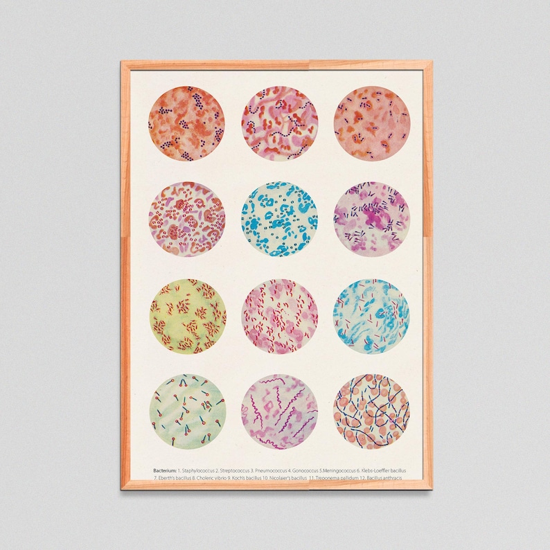 Microbiology poster, Bacteria Collection, Science Art, Science student gift, microbiology, biology art, science decor, science gift, SKA269