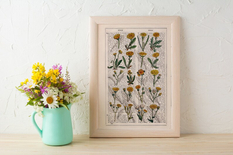 Peut inclure: Une impression botanique encadr&eacute;e repr&eacute;sentant une illustration vintage de fleurs jaunes avec des tiges et des feuilles vertes. L'impression est sur fond blanc avec du texte en noir. Le cadre est en bois clair.