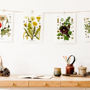 Vintage botanische grafiek - bloemendiagram - keukenmuurposter - botanische muurkunst - bloemenkunstposter - plantenliefhebber cadeau - BFL270