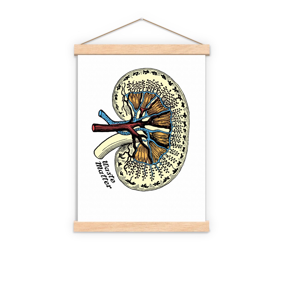 Wall Art Print Dictionary Page Anatomy Kidney Print on Etsy